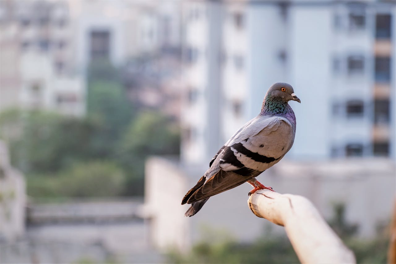 Close-up of a pigeon perched against a blurred backdrop of Mumbai buildings.